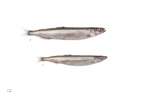 Capelin. Photo: Svanhildur Egilsdóttir.