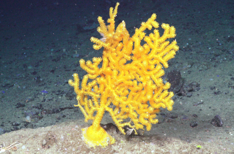 Red listed cold-water corals in Icelandic waters