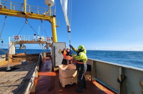 Fate of biotoxin domoic acid in the Arctic marine food web