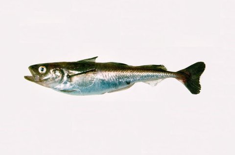 Polar cod, a cold-water Arctic species inhabits the waters around Iceland which is the southern limi&hellip;