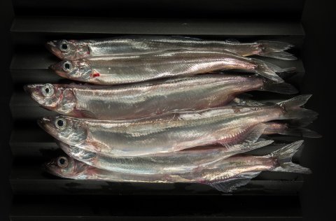 Capelin/MFRI