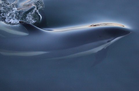 Leiftur eða leifturhnýðingur í Hafnarfjarðarhöfn. Mynd: Melanie Stock.