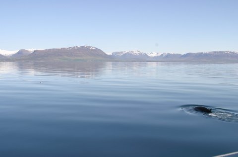 Minke whale by the Westfjords in Iceland. 
Photo: Sverrir Daniel Halldorsson.