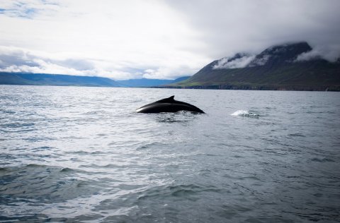 Minke whale
