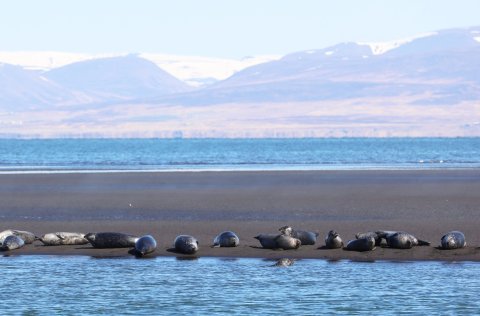 Harbour seal population estimate about to start
