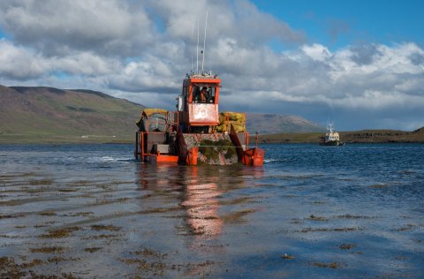 Seaweed harvesting. 
Photo: Svanhildur Egilsdóttir