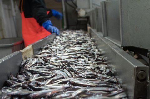 Capelin on a conveyor belt. 
Photo: MFRI