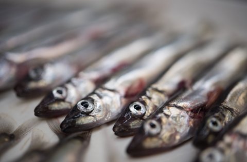 Capelin. Photo: MFRI.