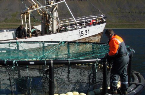 Málþing um áhættumat erfðablöndunar