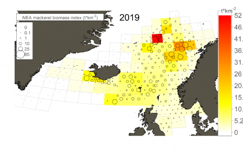 Niðurstöður makrílleiðangurs í júlí-ágúst