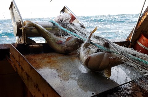 Ljósm. Valur Bogason.