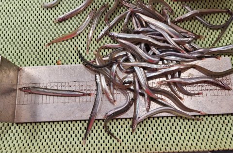 Aldrei mælst jafnmikið af sandsíli - myndband