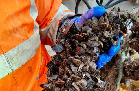 Kræklingur (Mytilus edulis). Mynd: Baldur Þórir Gíslason.