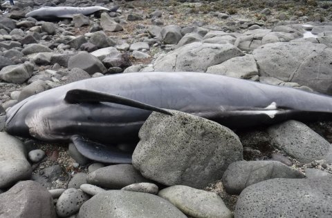 Ljósm. Sverrir Daníel Halldórsson