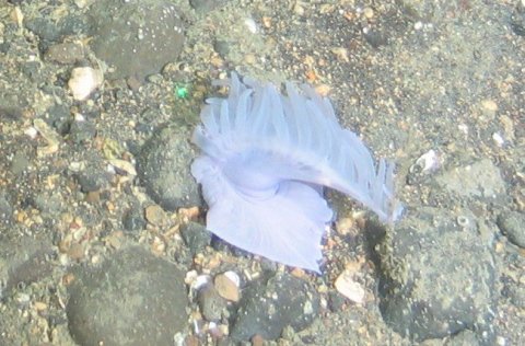 Furðudýr á Kötlugrunni. Dýrið er um 10 sm í þvermál. 
Ljósm. Hafrannsóknastofnun