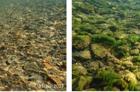 Þörungaþekja á botni Andakíslár á mismunandi tímum á rannsóknar-tímabilinu. Ljósm. Ragnhildur Þ. Mag…