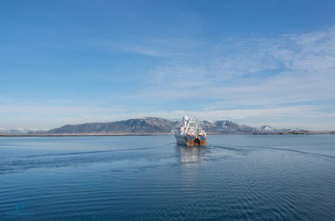 Skýrsla um hrygningu makríls við Ísland