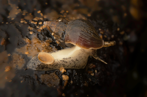 Bayesian-líkan sem metur stofnstærð beitukóngs