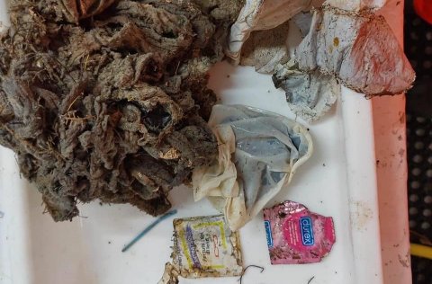 Blautklútar algengur meðafli í Faxaflóa - aukning frá fyrri árum.