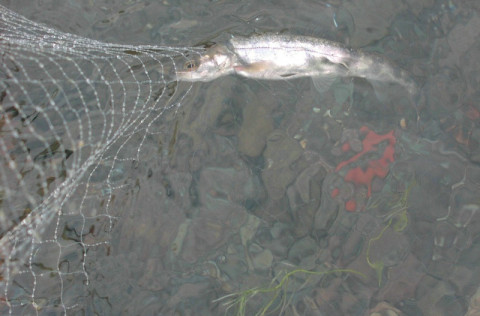 Bleikjuráðstefna í Reykjavík í haust