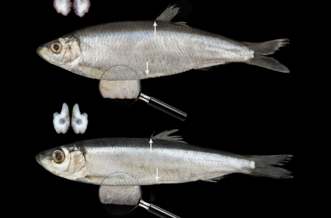 Brislingur (efri) og smásíld (neðri). Mynd með útgefinni grein.