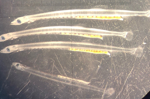 Capelin larvae 39 days post-hatch. The three largest larvae are approximately 21 mm in length, while…