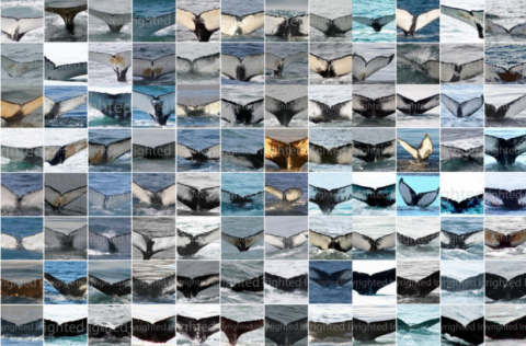 Image from the ISMN catalogue