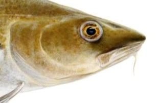 Ný rannsókn á fari þorskungviðis við landið