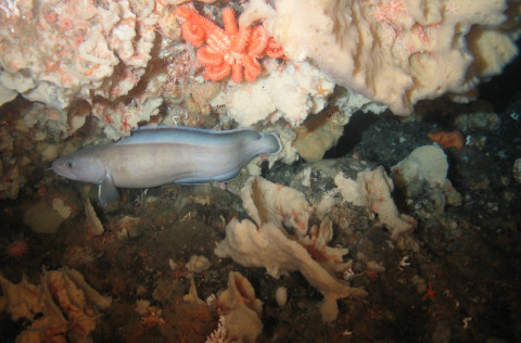 Samspil fiska og kóralla