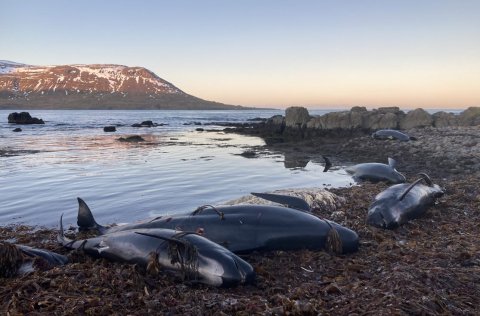 Ljósm. Valerie Chosson