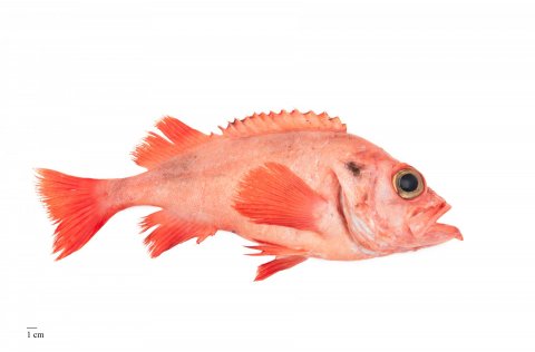 Mynd. Svanhildur Egilsdóttir