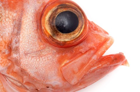 Djúpkarfi. Mynd: Svanhildur Egilsdóttir.