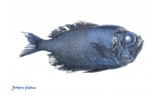 Ljósm. Jónbjörn Pálsson