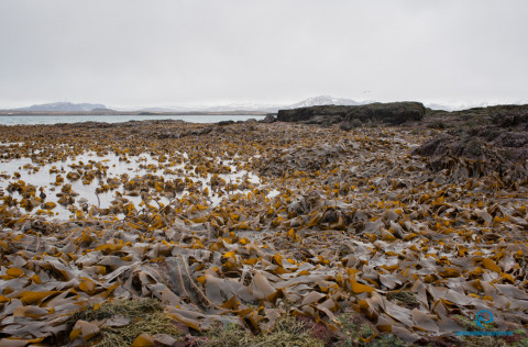 Ráðgjöf um aflamark á klóþangi