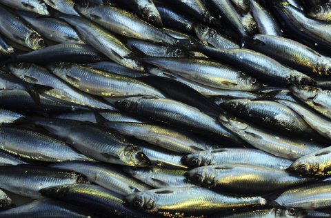 Norsk-íslensk síld. 
Myndin er fengin frá norsku hafrannsóknastofnuninni, Havforskingsinstituttet.&hellip;