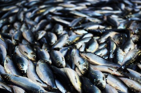 Norwegian Spring-Spawning Herring. 
Photo: The Institute of Marine Research (IMR) in Norway.