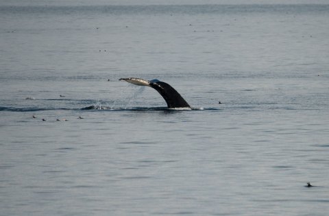 Ljósm. Svanhildur Egilsdóttir