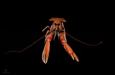 Ljósm. Svanhildur Egilsdóttir