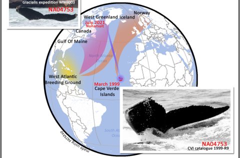 On the figure, the pink shade represents the breeding destination of humpback whale feeding in the W…