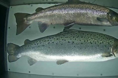 Villtur lax (ofar) og eldislax (neðar) í teljaranum í Langadalsá í byrjun september 2023.