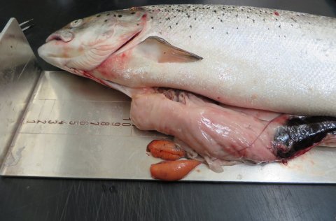 Eldishrygna er veiddist í Vatnsdalsá. Hrognsekkir eru óþroskaðir