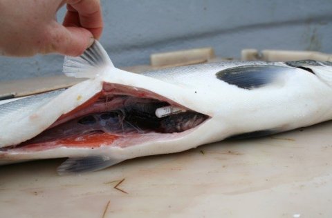 Endurheimtur lax með mælimerki í kviðarholi.