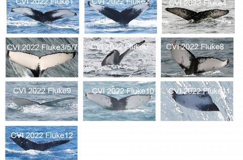 Figure 1. Collage of the first 10 Individuals observed and photographed in Cape Verde in 2022 (Map 1…