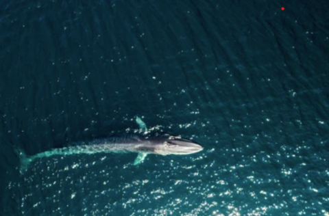 Málstofa 6. febrúar: Varðliðar plastsins - vöktun plastmengunar með aðstoð langreyða við Ísland