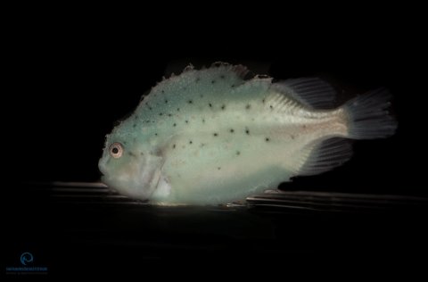 Ráðgjöf um heildaraflamark grásleppu fiskveiðiárið 2018/2019 og upphafsaflamark 2019/2020