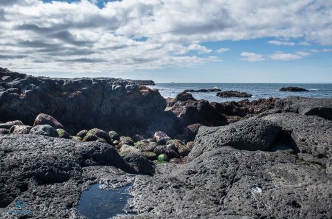 Mat á stærð íslenska útselsstofnsins