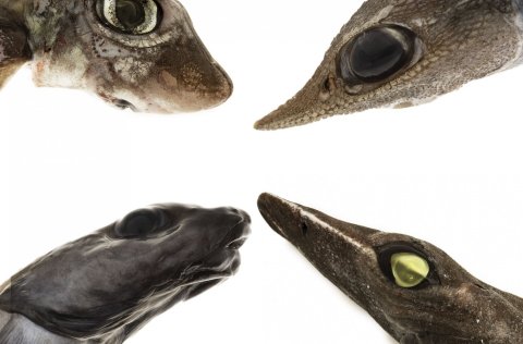 Mynd: Svanhildur Egilsdóttir