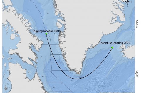 Þann 6. september fékk Hafrannsóknastofnun þessa fínu mynd sem sýnir merkingar- og veiðistað grálúðu…