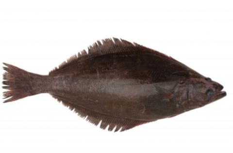 Ljósm. Svanhildur Egilsdóttir.