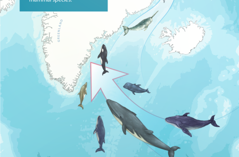 Vísitala hafíssútbreiðslu við Suðaustur-Grænland 1820 – 2021, og myndræn lýsing á breytta útbreiðslu…